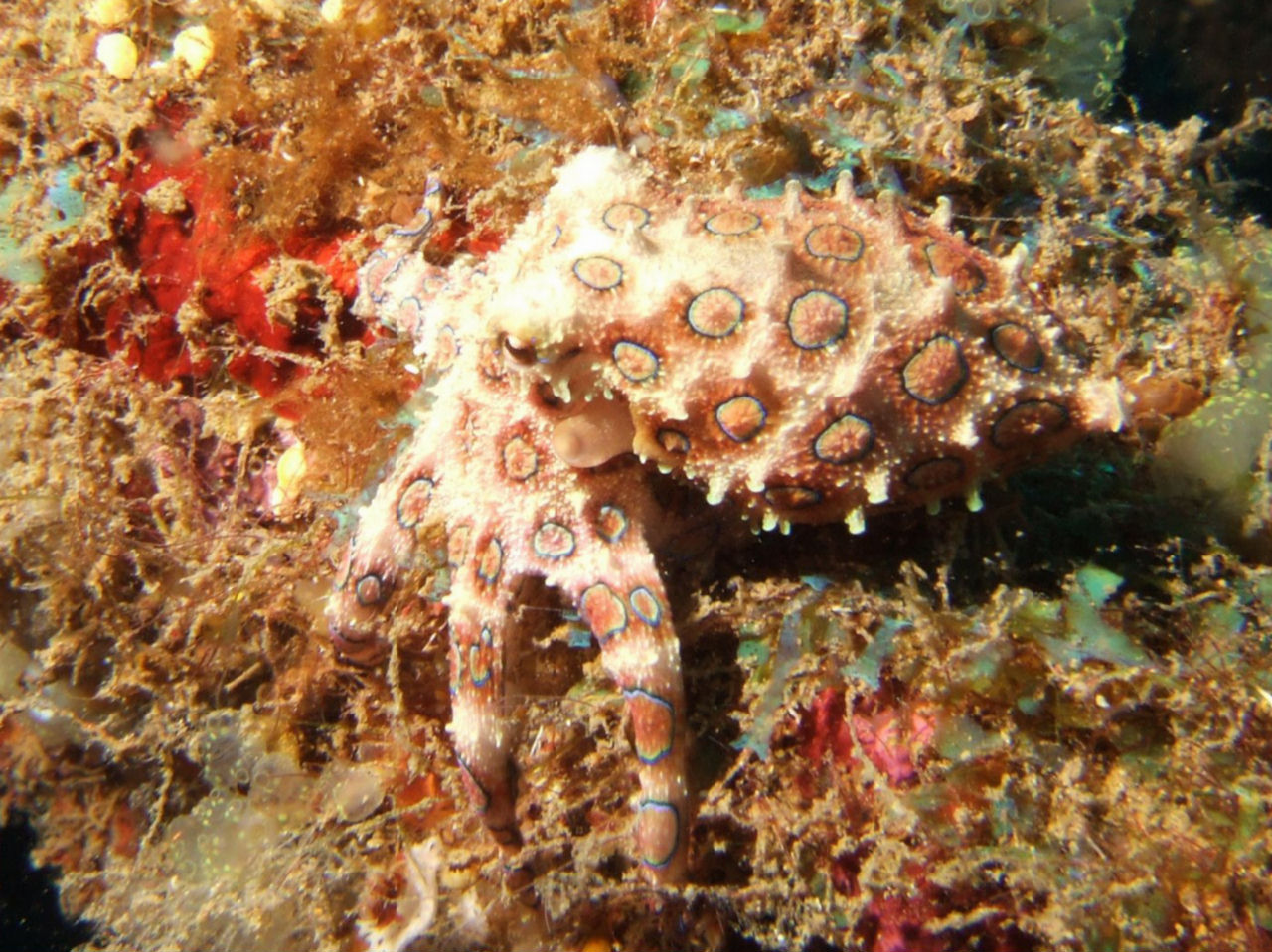 Hapalochlaena lunulata (Polpo ad anelli blu maggiore)